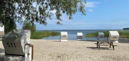 Naturstrand am Bodden mit Strandsand, Strandkörben, Schilf im Wasser und einem Weidenast oben links.