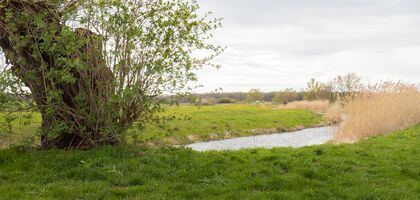 weite grüne Wiesen mit einem kleinen Fluss in der Mitte. Links eine Kopfweide. Rechts Schilf am Ufer