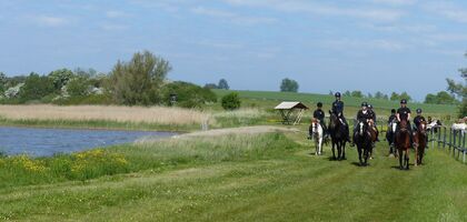 Eine Reitergruppe rechts, reitet auf einem gründen Weg entlang der Boddenküste